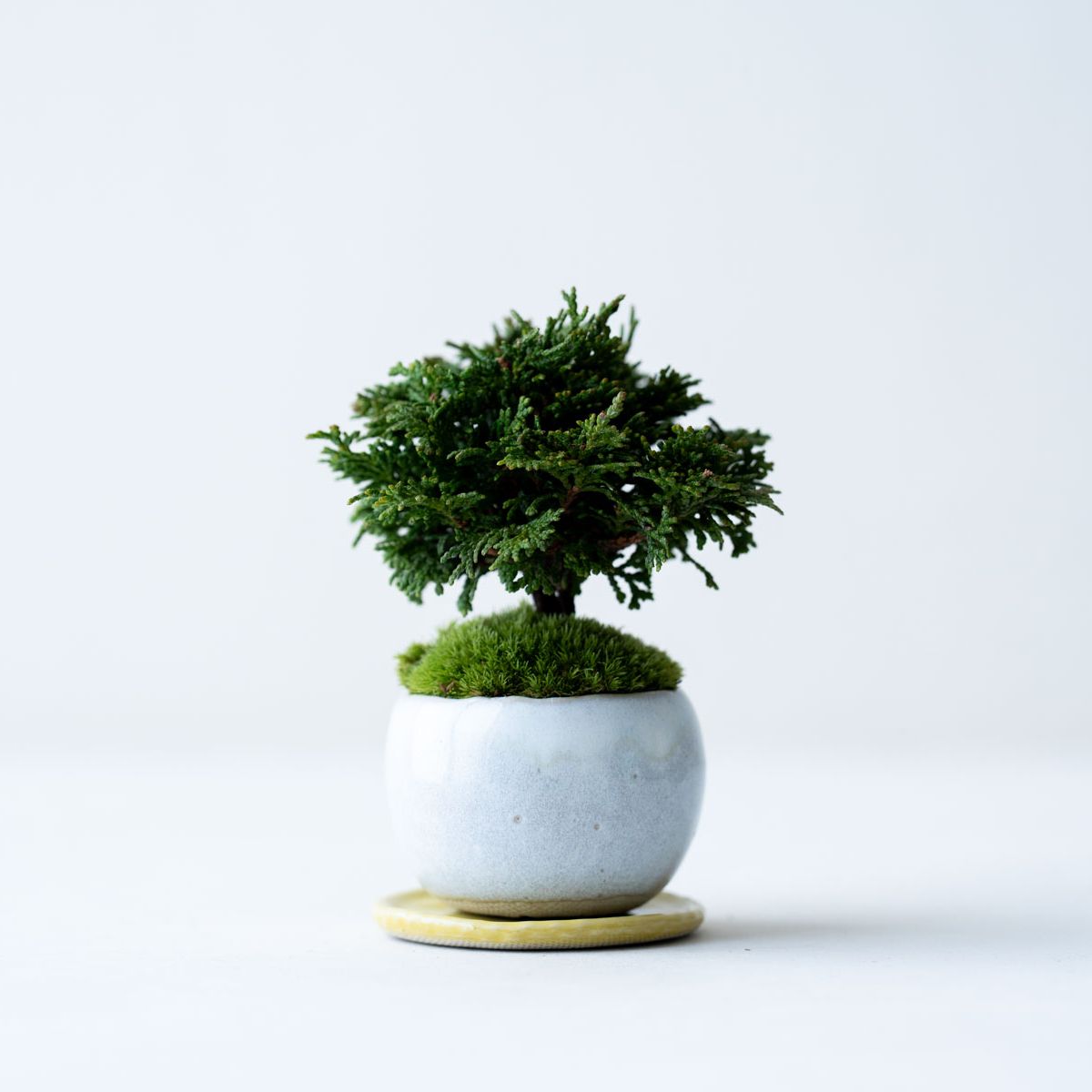 津山ヒノキ｜白萩のうつわ【受け皿セット】